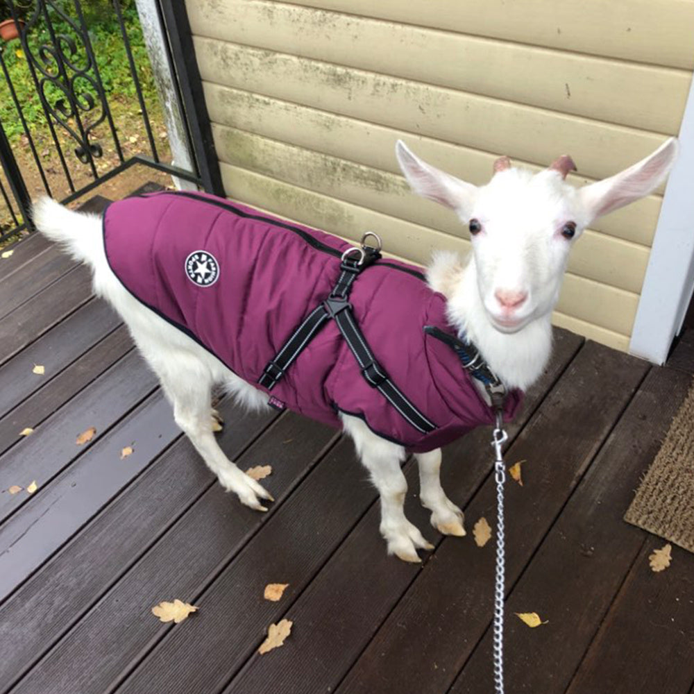 Winter Dog Coat – Waterproof & Warm